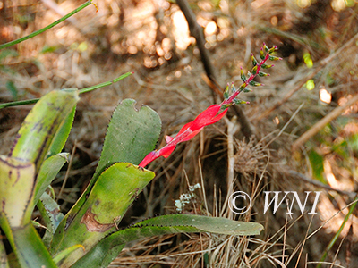Aechmea nudicaulis